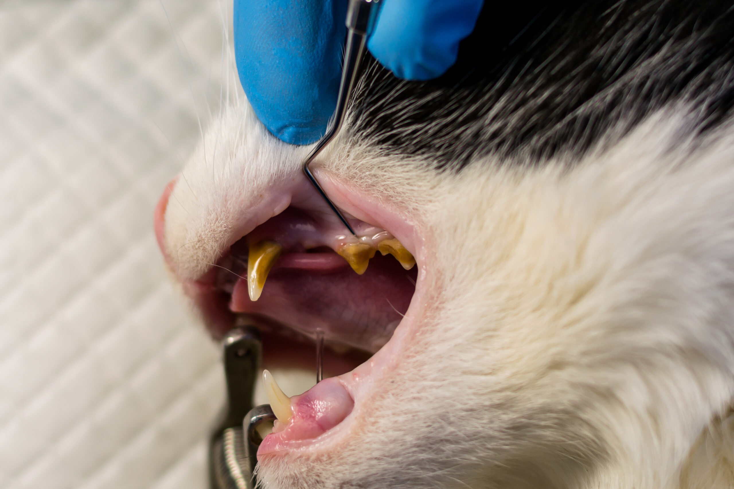 Cat teeth with bacterial plaque at the veterinary clinic before